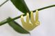 Plant Animal Paresseux 