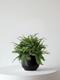 Boston Fern