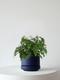 Maidenhair Fern
