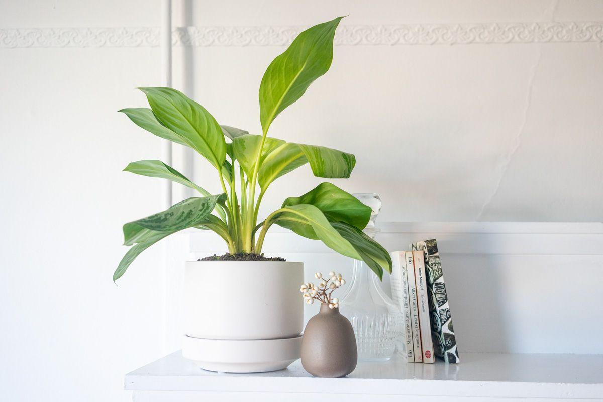 Silver Evergreen