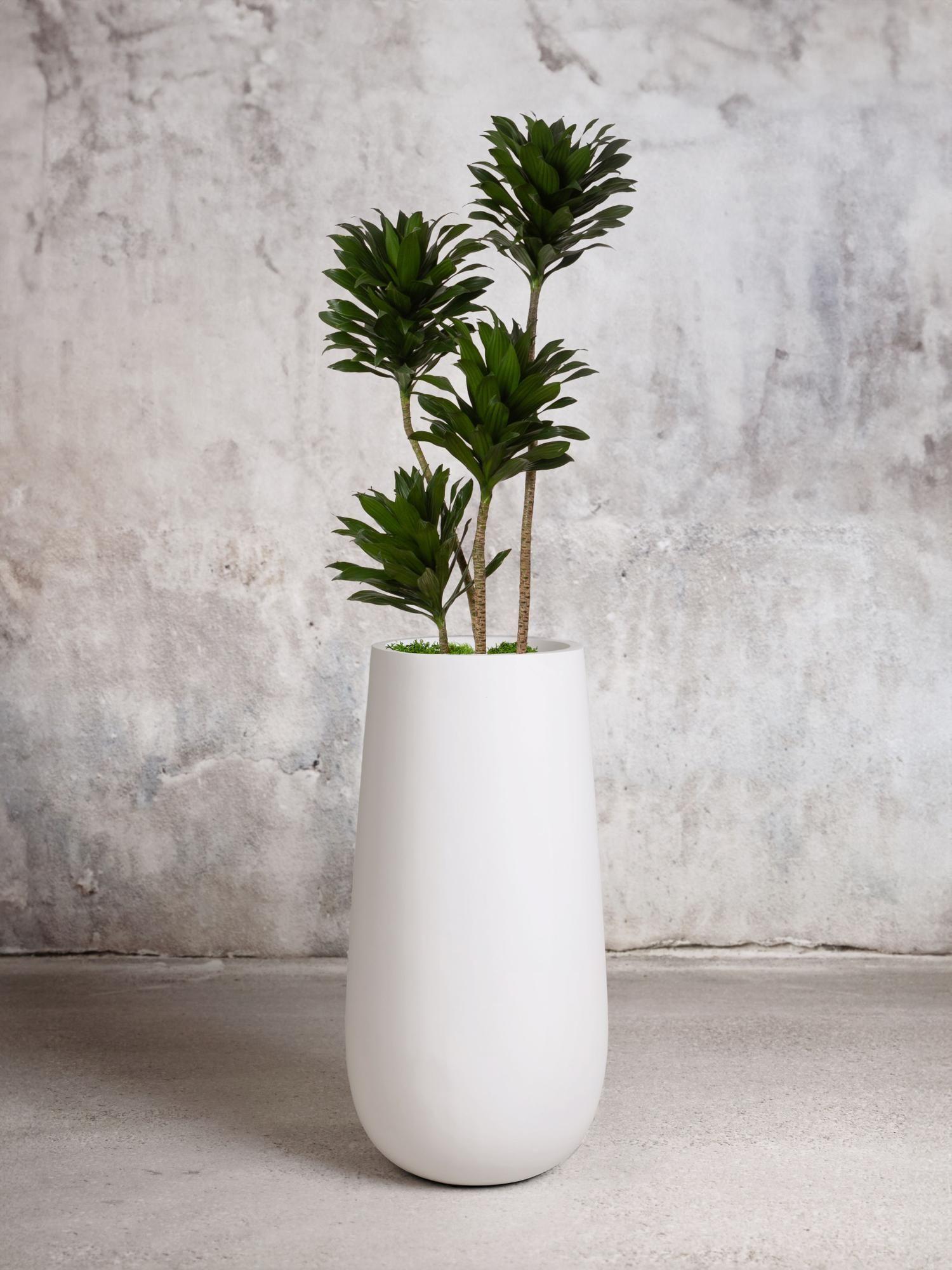 Dracaena Compacta