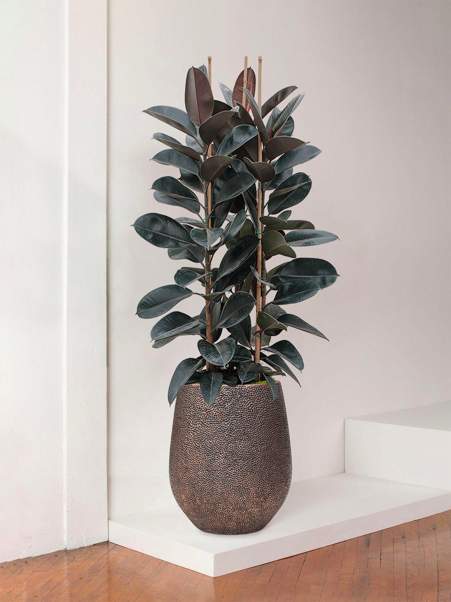 Ficus Elastica Abidjan
