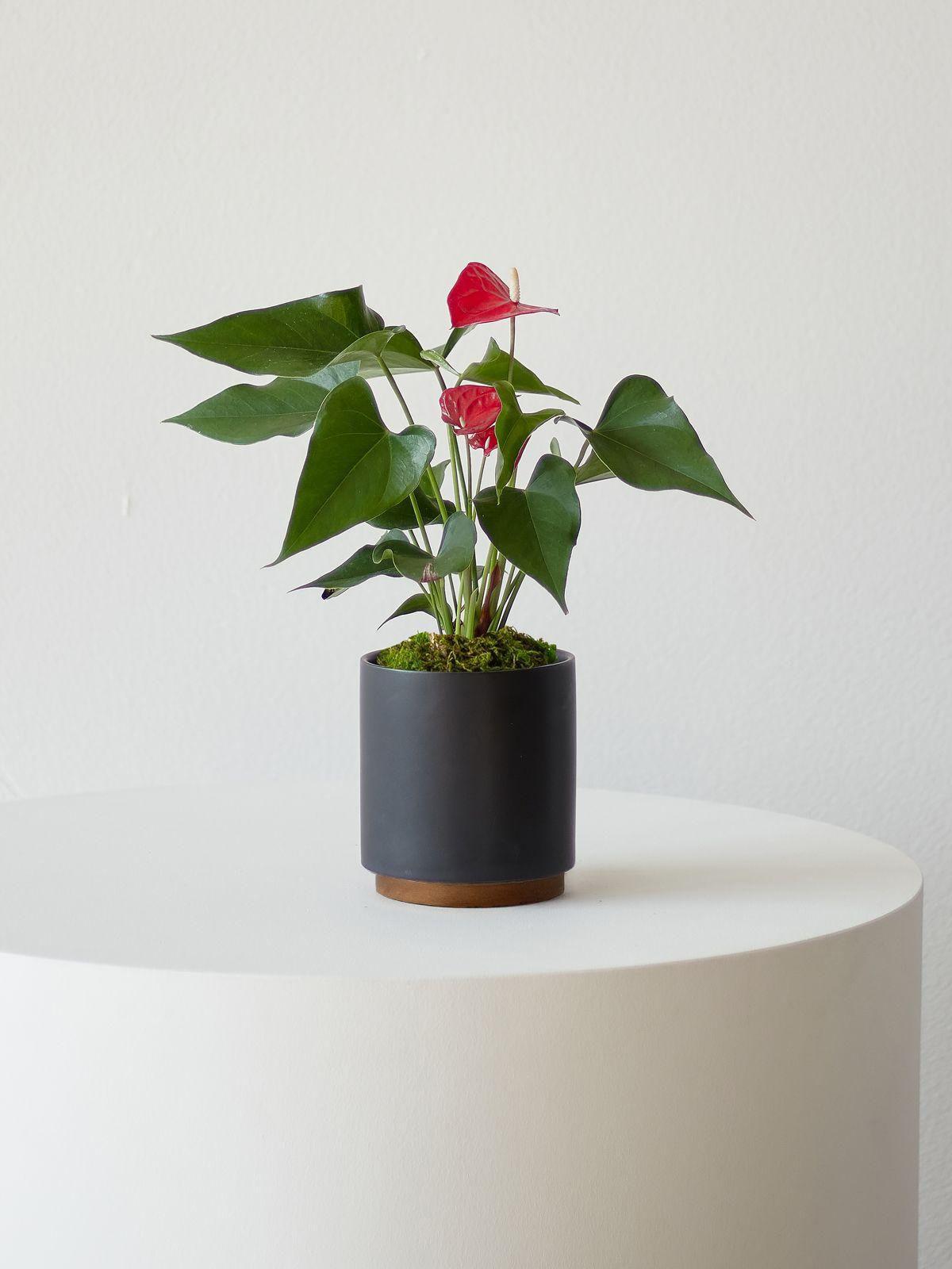 Anthurium - King of Hearts - Black Mid-Century Ceramic & Dark Wood Plinth 