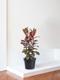 Pink Rubber Tree
