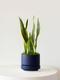 Snake Plant Laurentii