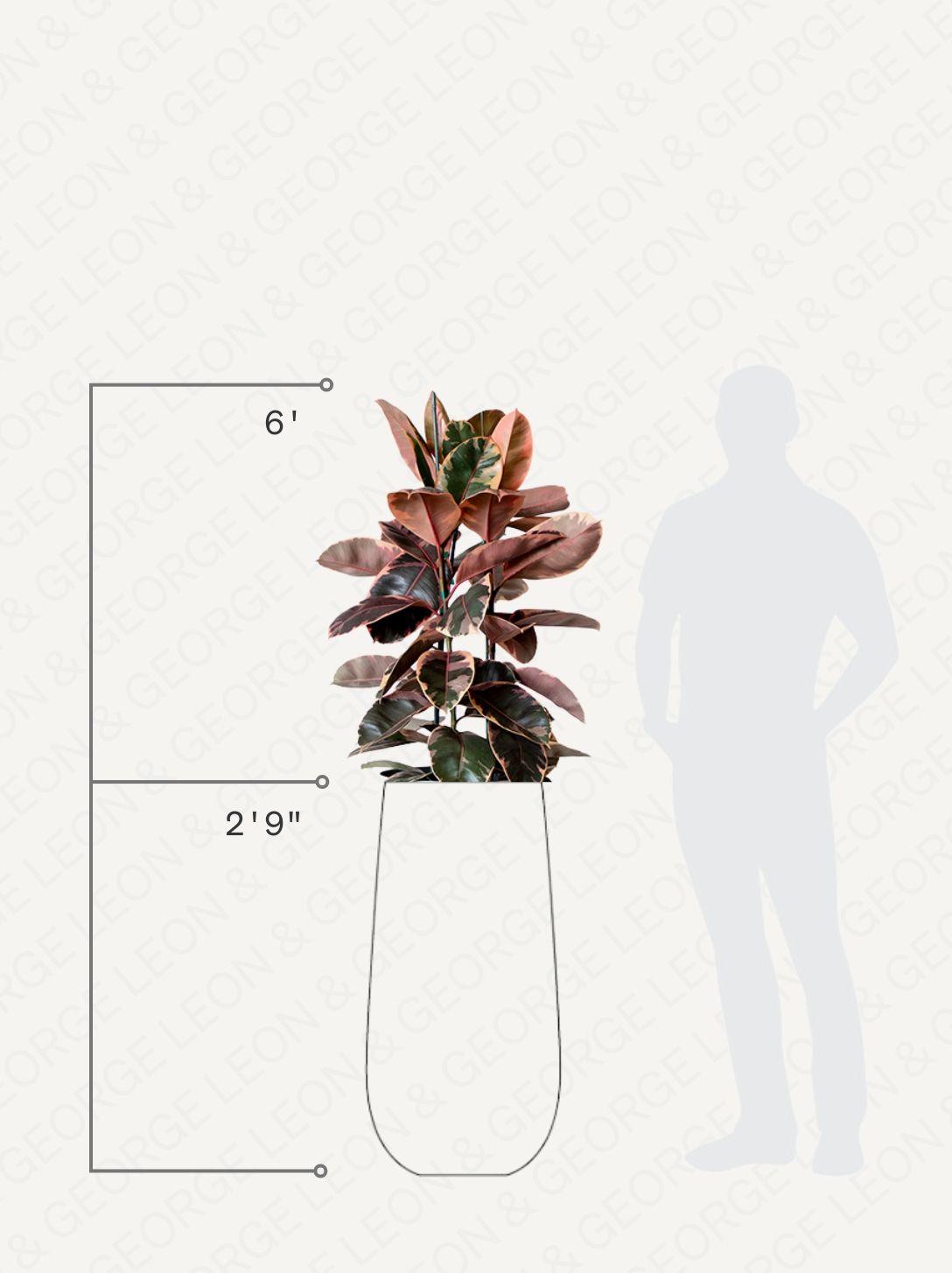 Ruby Rubber Tree