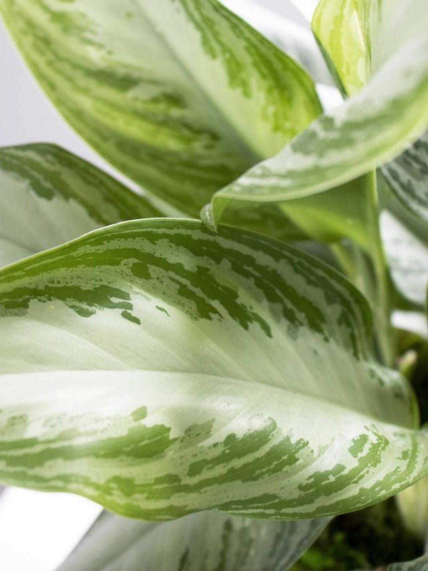 Silver Evergreen - Mid-Century