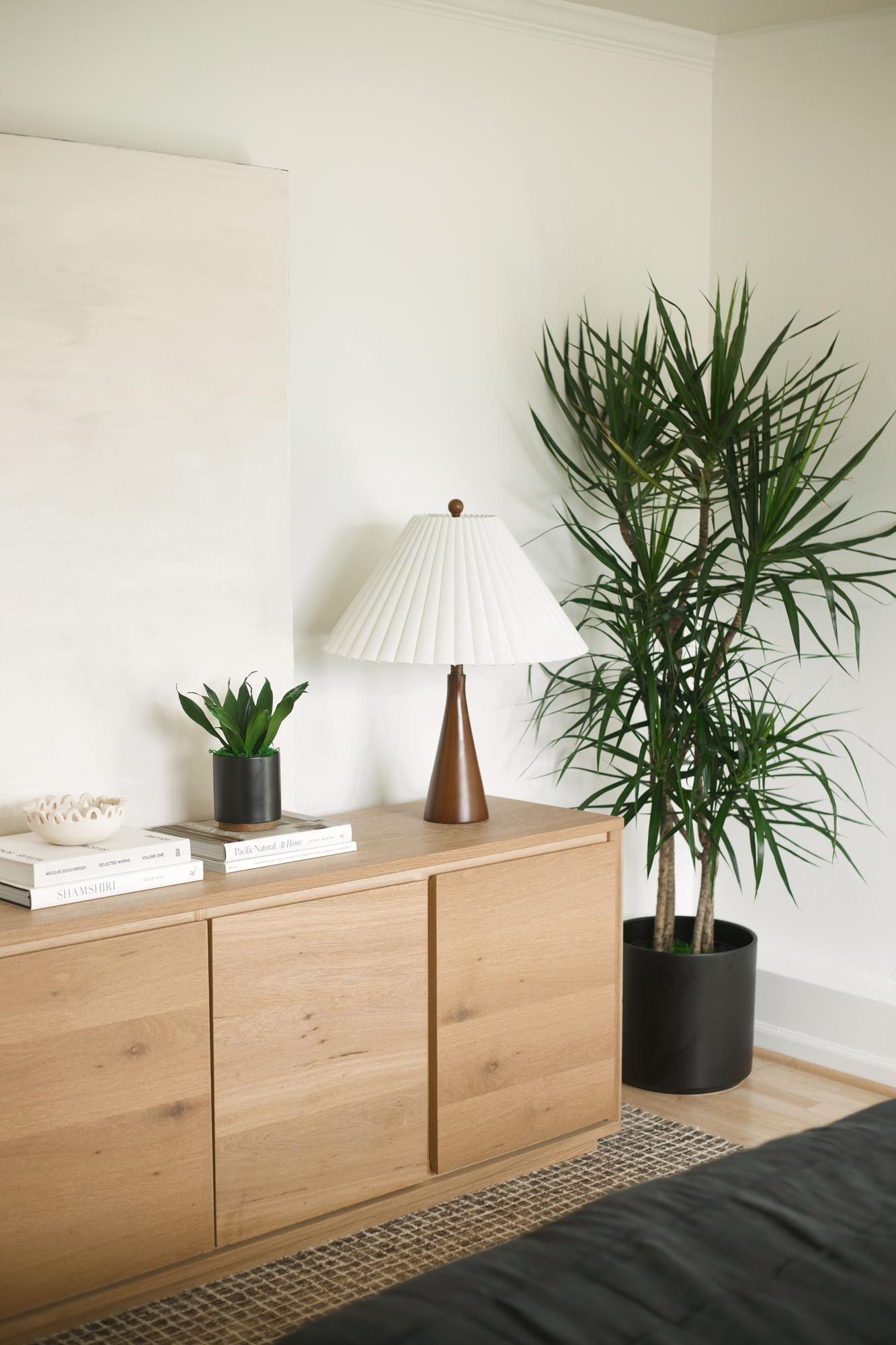 Dracaena Compacta