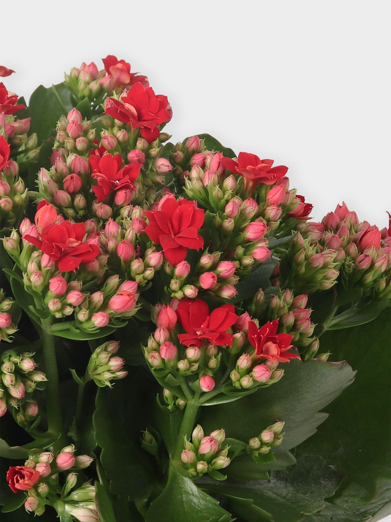 Kalanchoé Rosaline Rouge
