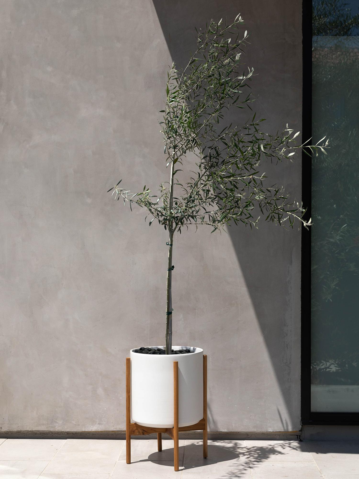 Olive Tree