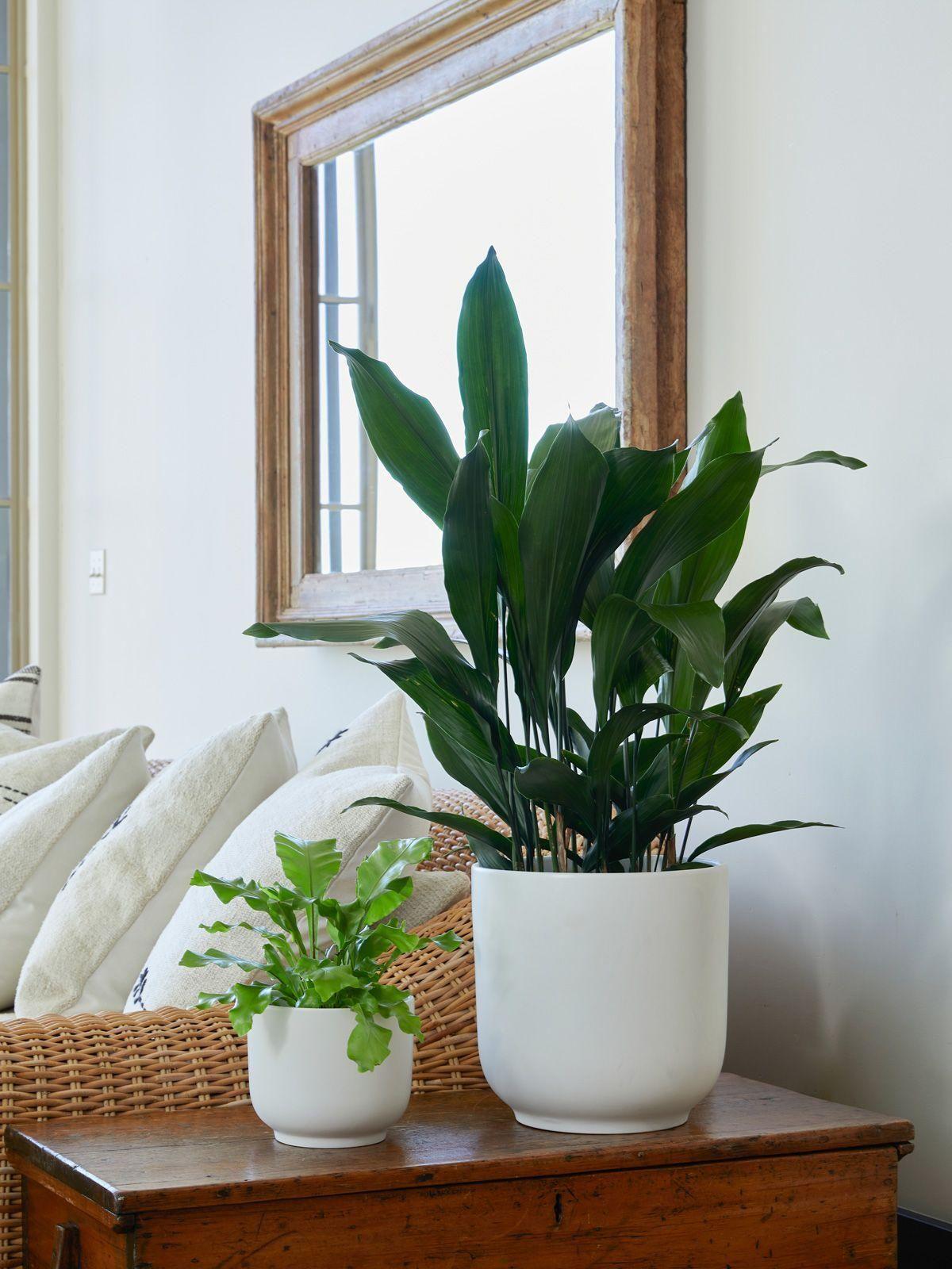 Cast Iron Plant