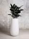 Rubber Tree