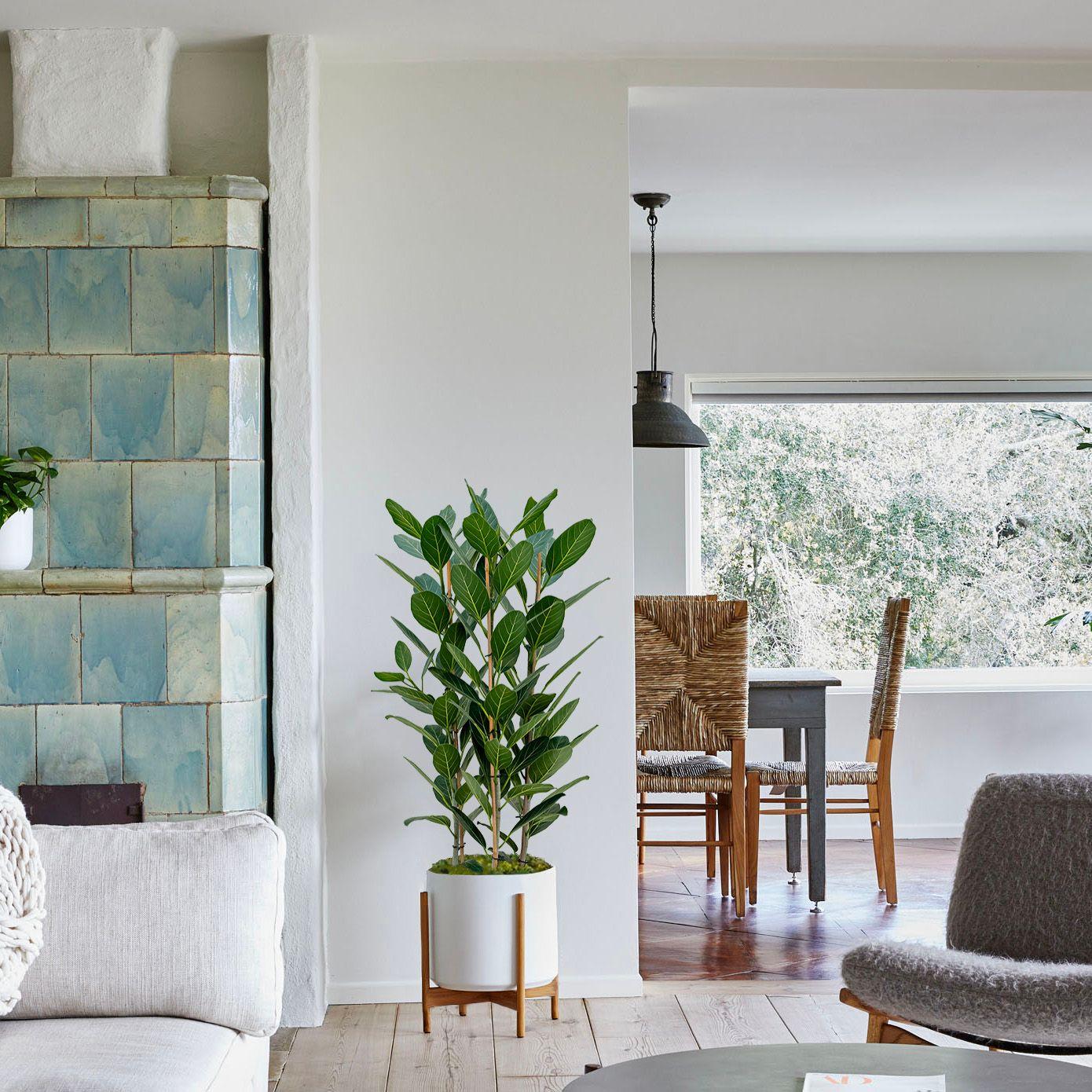 Ficus Audrey