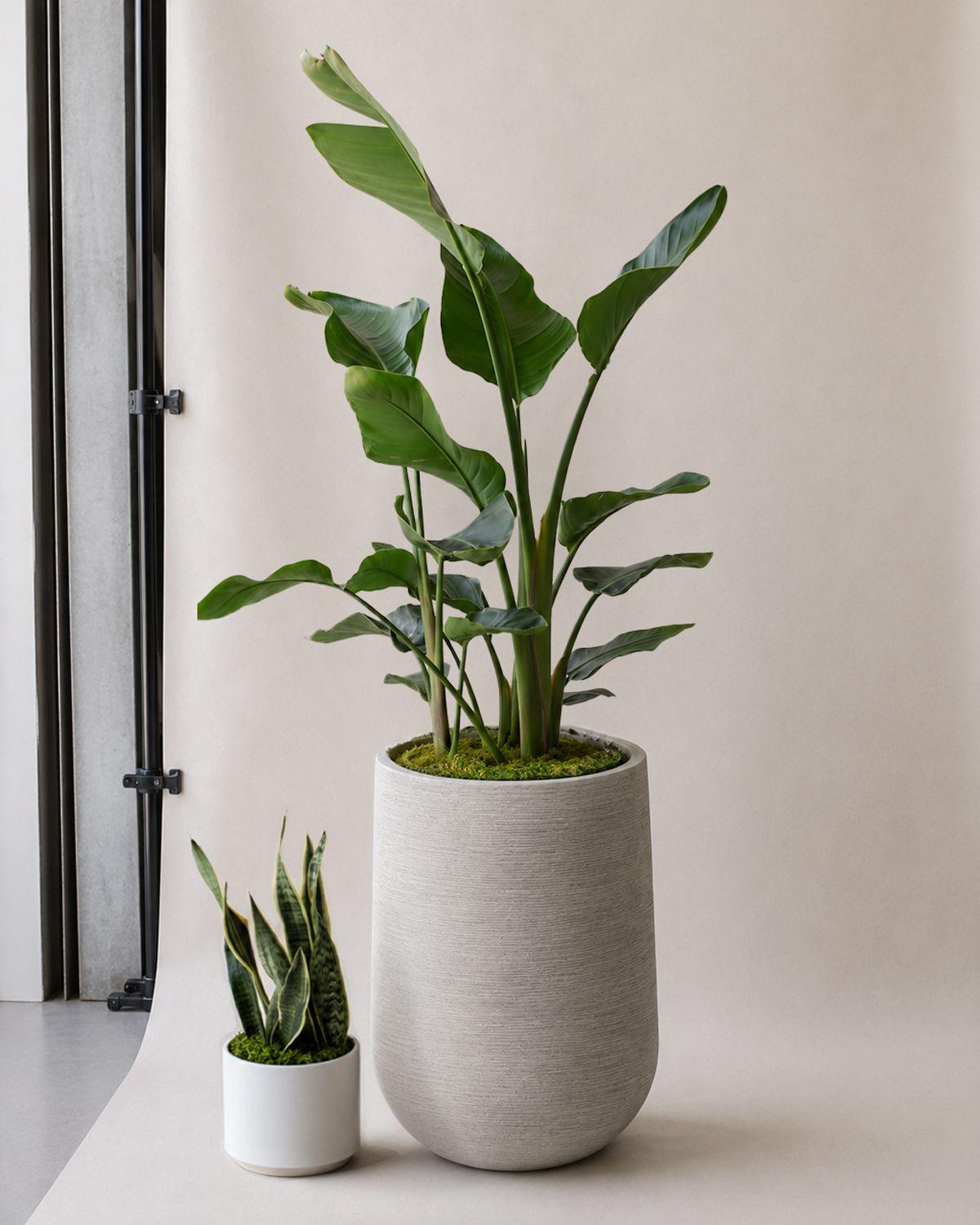 Bird of Paradise - Scale