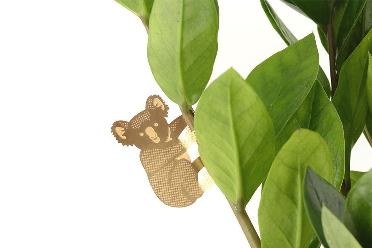 Plant Animal Surprise