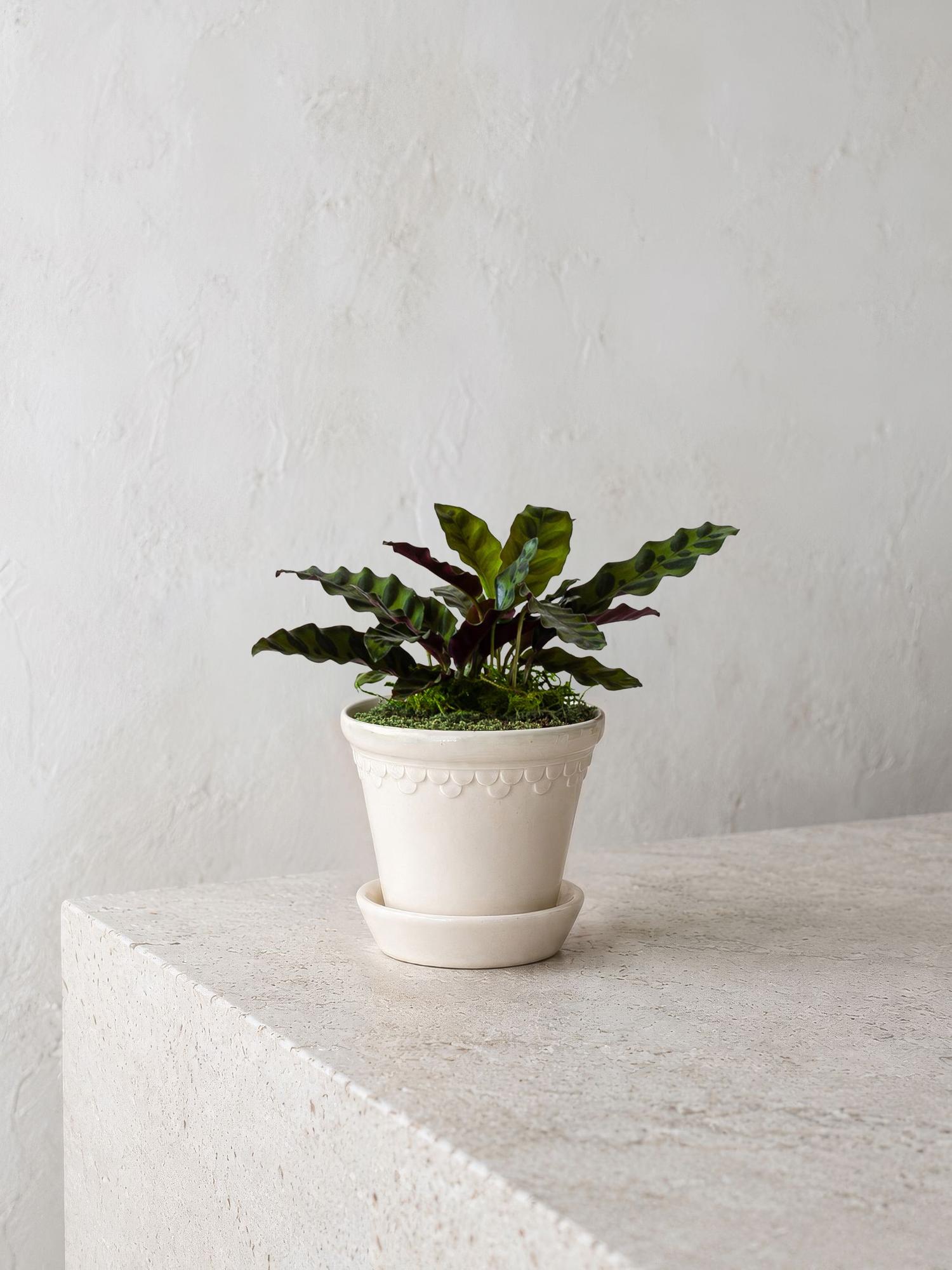 Calathea Rattlesnake
