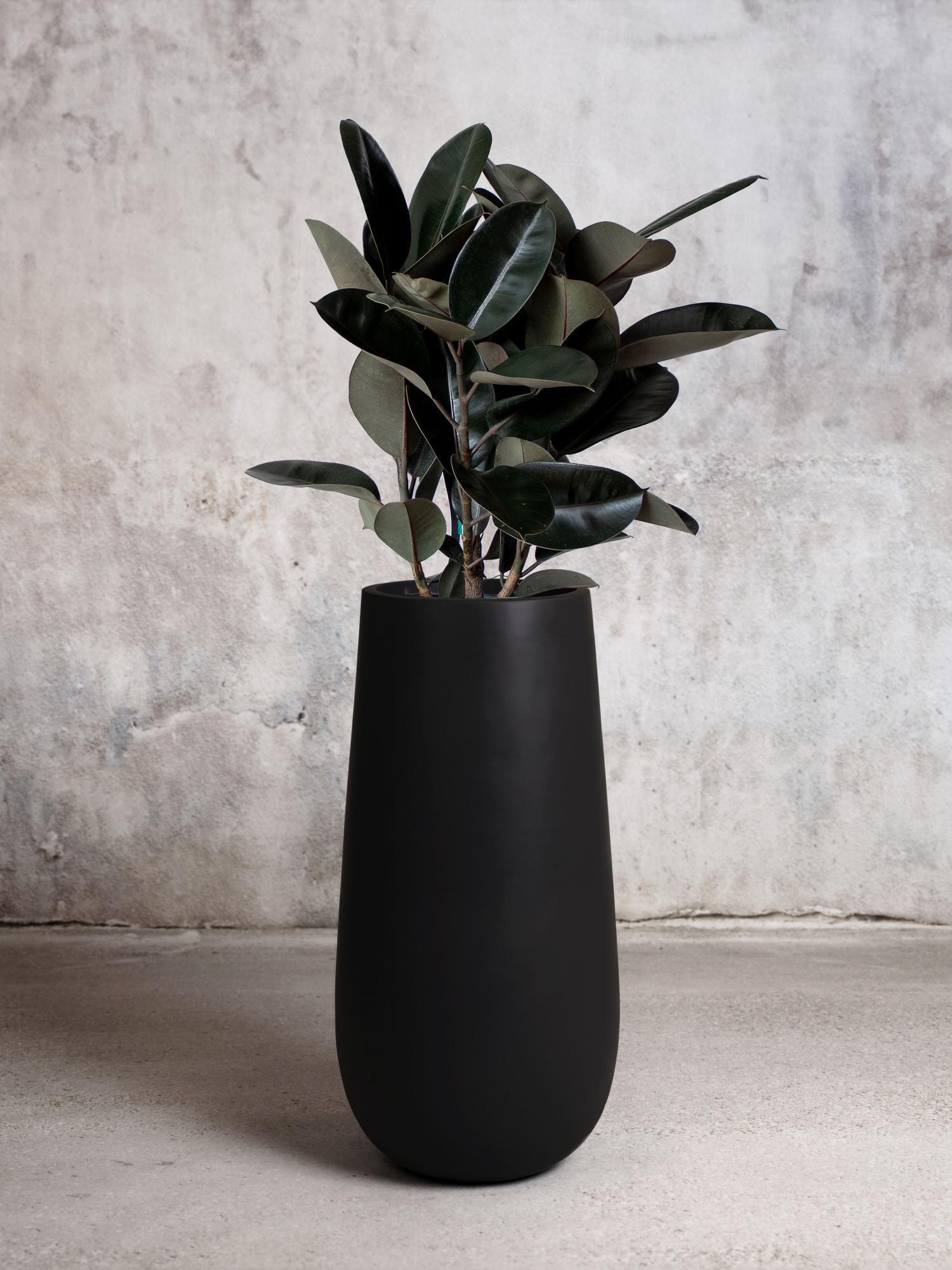 Rubber Tree