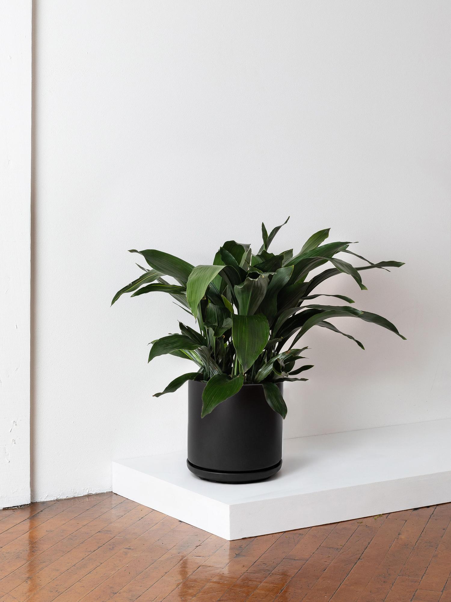 Cast Iron Plant