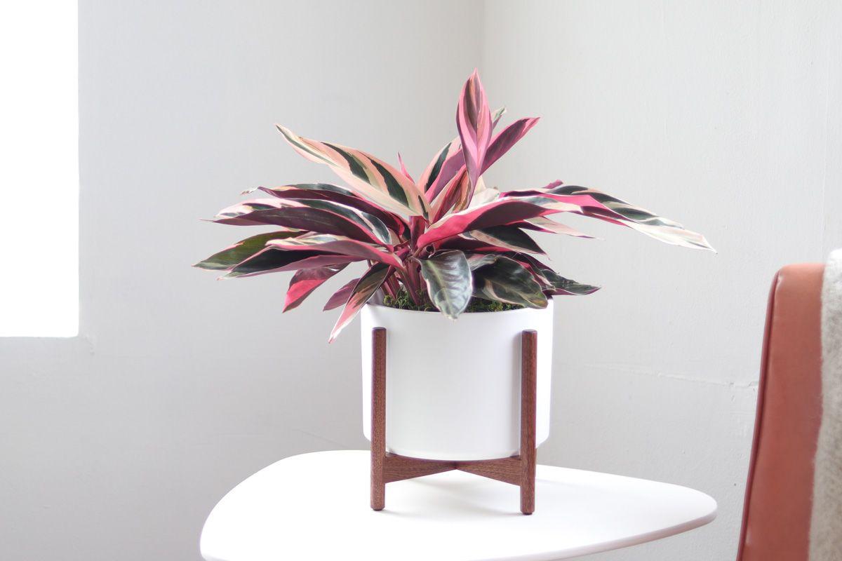 Magenta Triostar