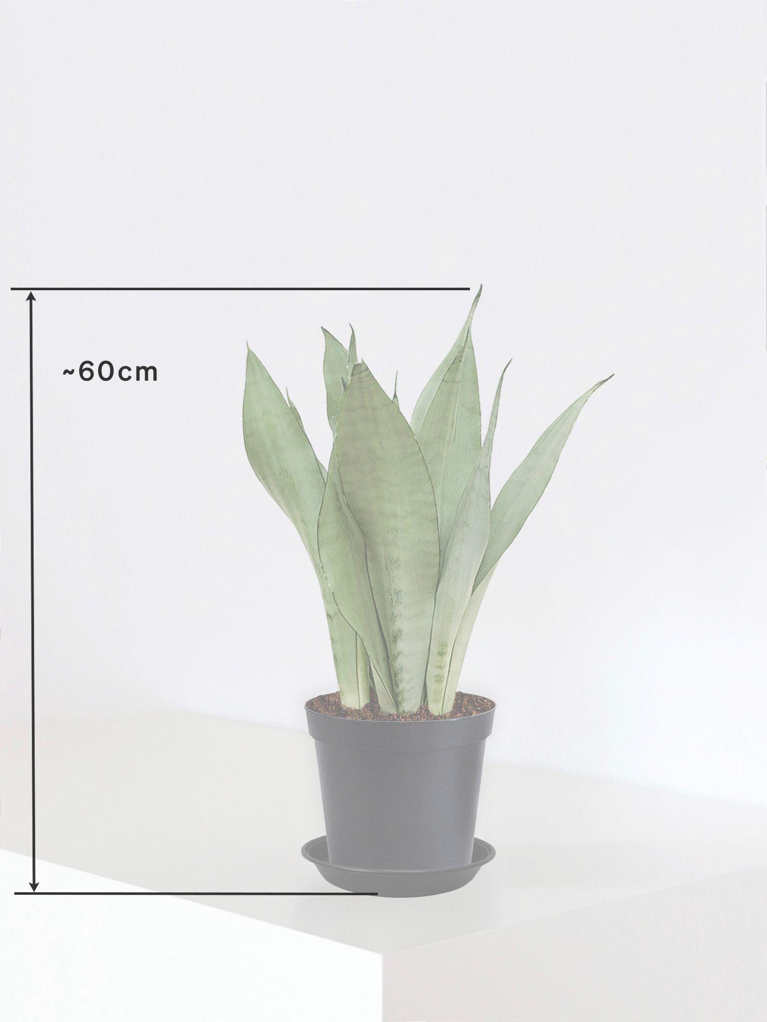 Sansevieria Moonshine