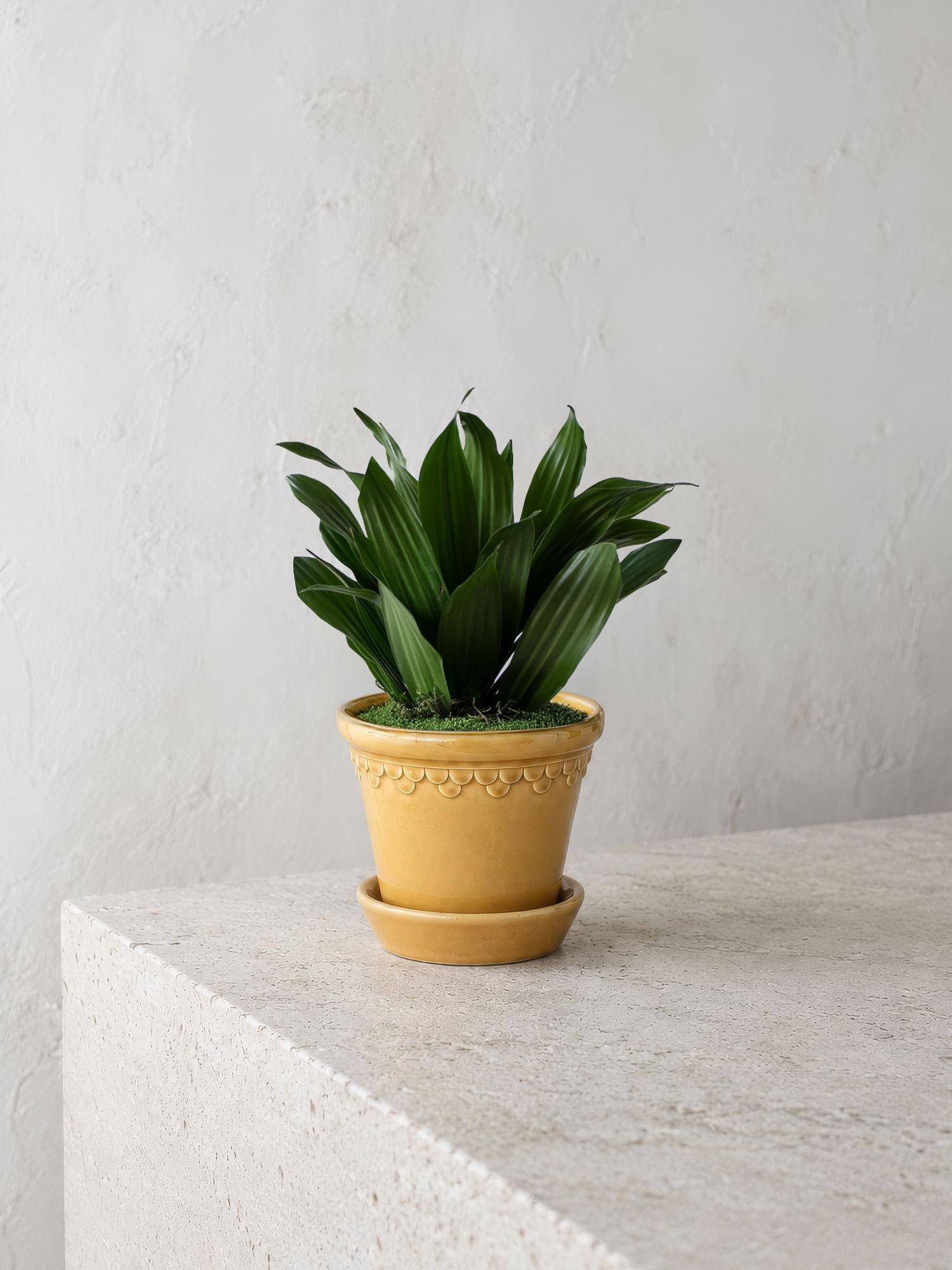 Dracaena Compacta