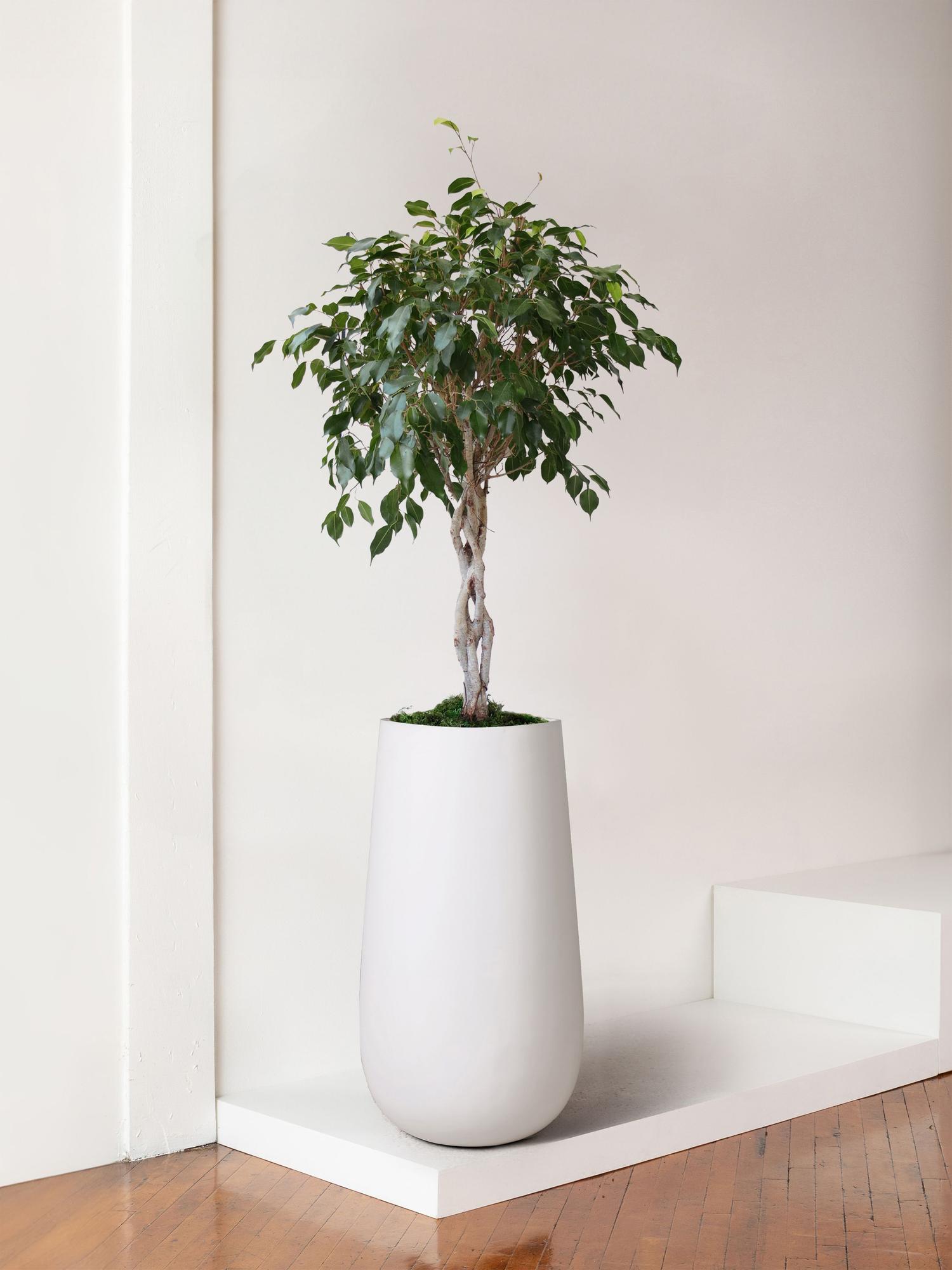 Ficus Benjamina