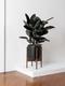 Rubber Tree