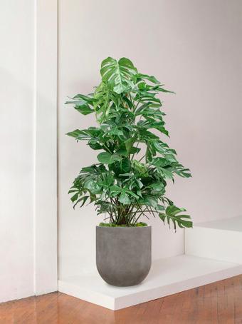 indoor plants picture