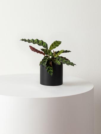 indoor plants picture