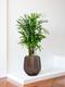 Lady Palm