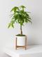 Braided Money Tree