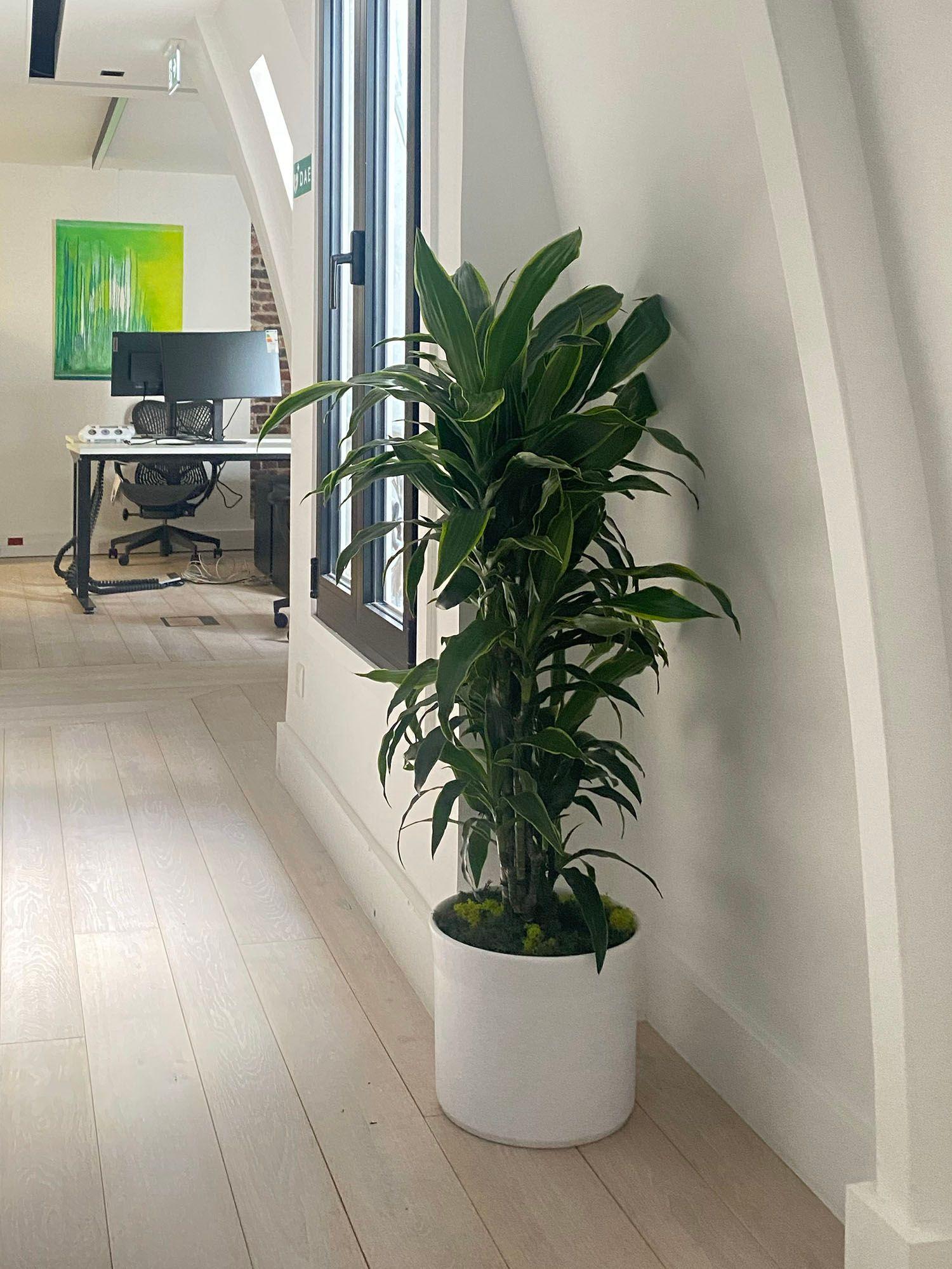 Votre bureau mérite lui aussi un peu de vert. Robustes et faciles à vivre, nos plantes de bureau s'adaptent à chaque poste, du coin peu éclairé au bureau bien exposé, et pardonnent volontiers un oubli d'arrosage. Elles restent belles entre deux réunions, au bureau comme en télétravail.