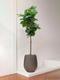 Ficus Lyrata Canopée Géant