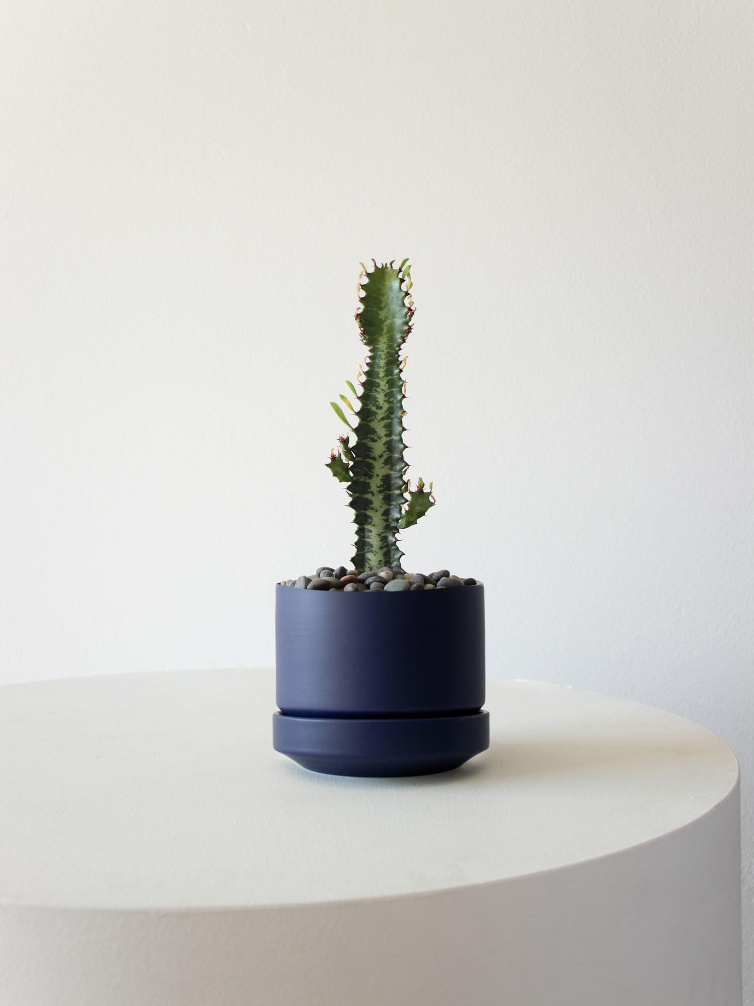 Euphorbia Trigona - Midnight Scandinavian Ceramic 