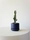 Euphorbia Trigona