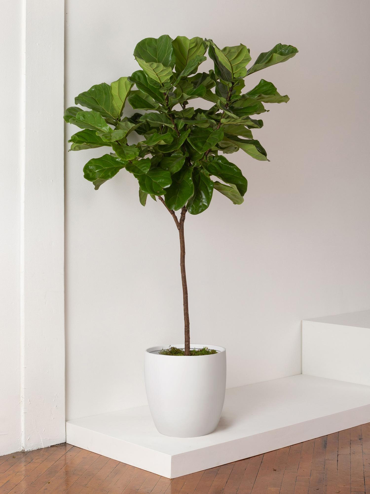 Fiddle Leaf Fig Tree