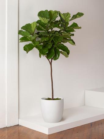 indoor plants picture