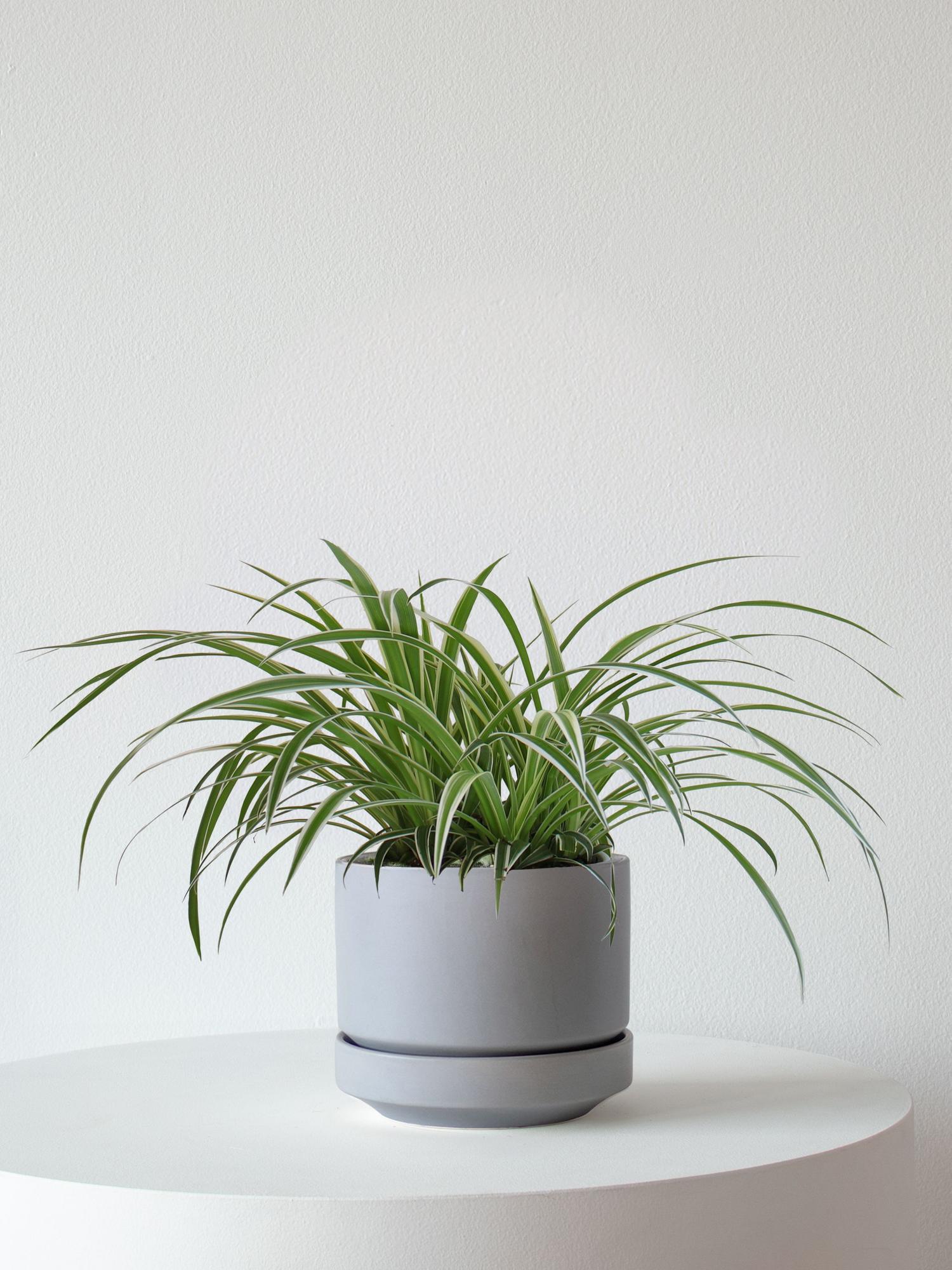 Spider Plant