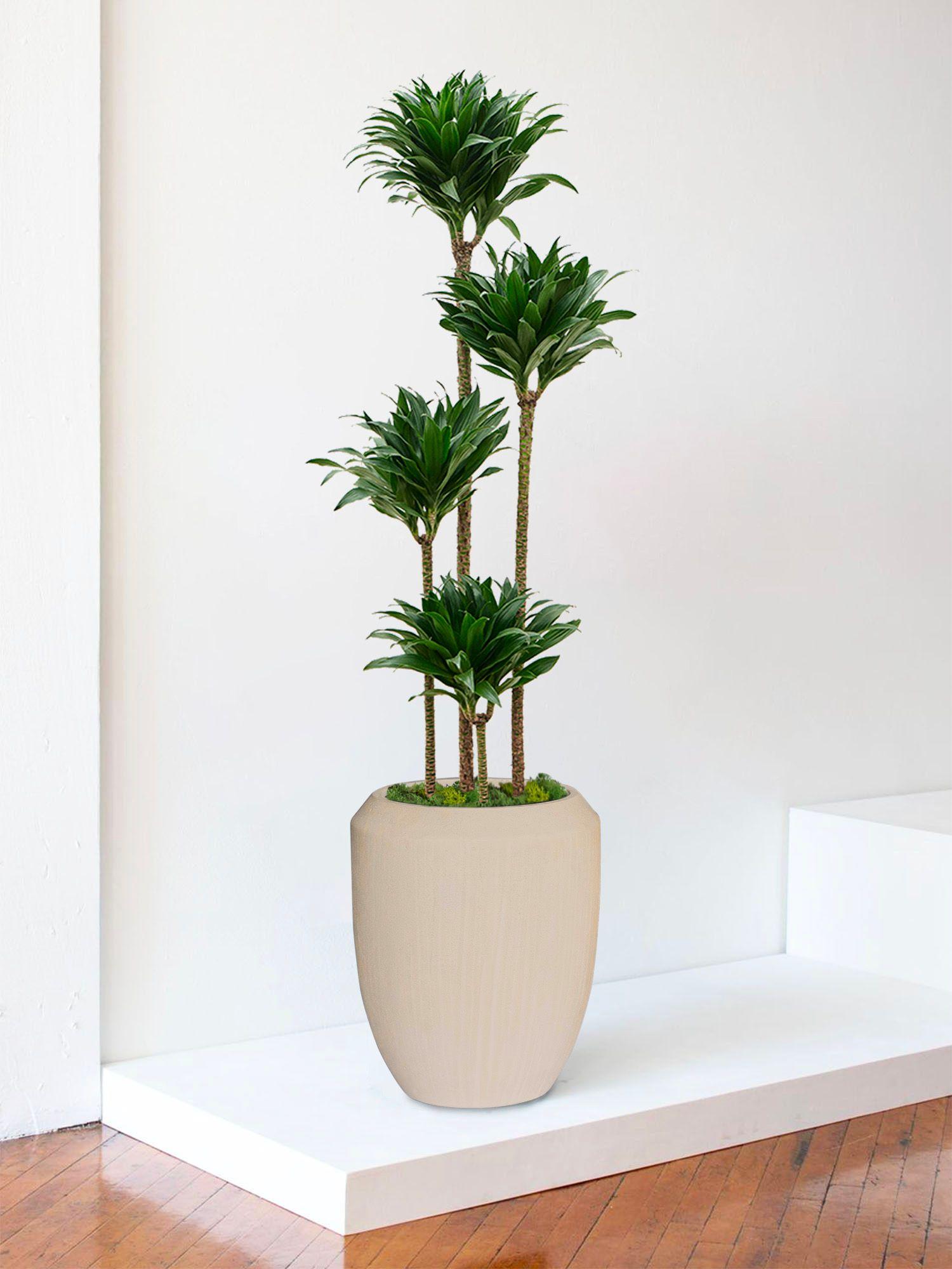 Dracaena Fragrans Compacta