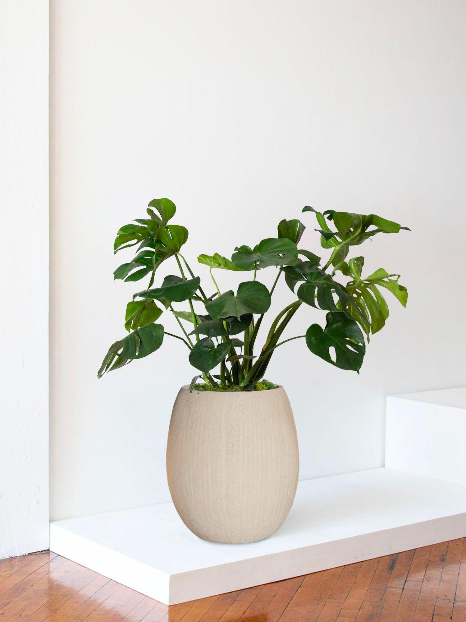 Monstera Deliciosa