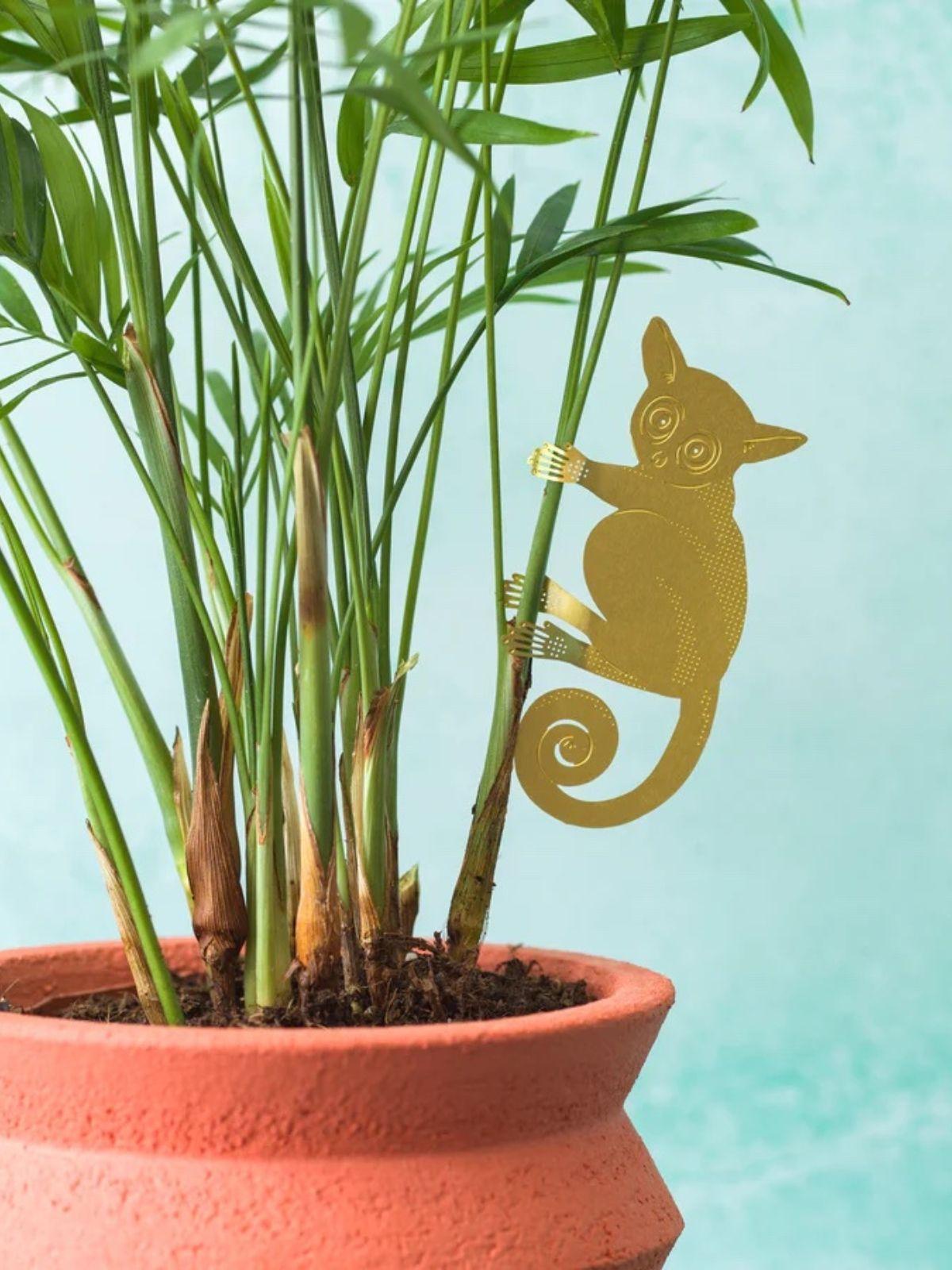 Plant Animal - Bush Baby - Bush Baby 