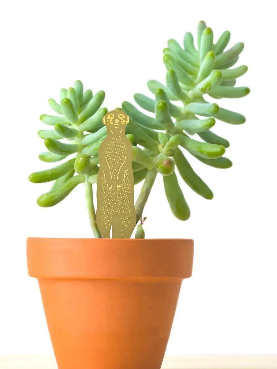 Plant Animal Surprise