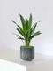 Aspidistra Elatior Milky Way