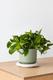 Cascading Pothos
