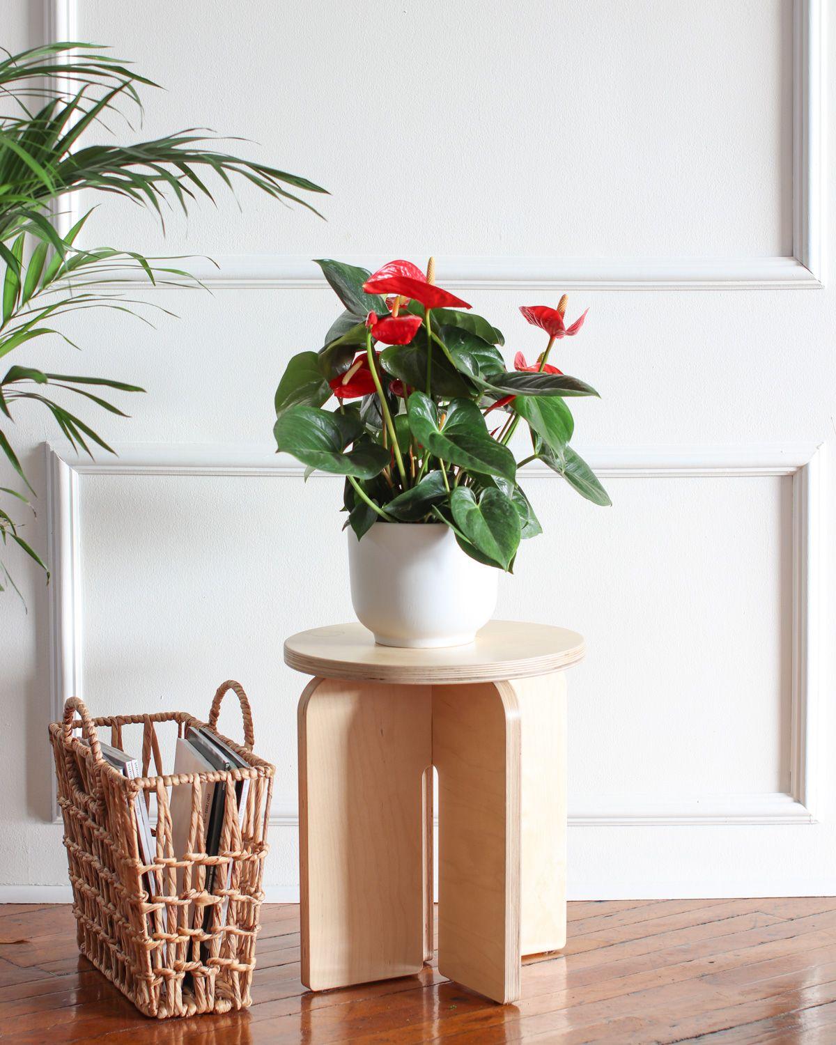 King of Hearts Anthurium