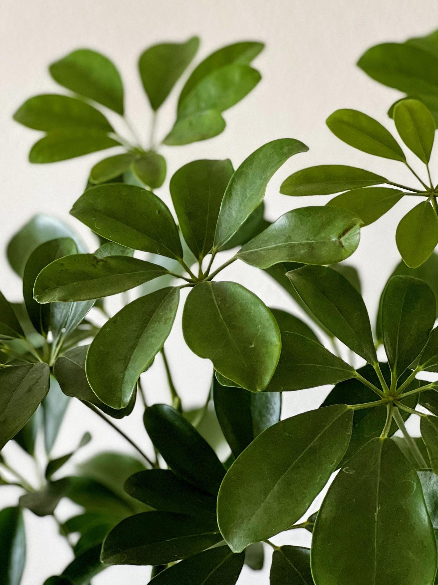 Arbre Schefflera