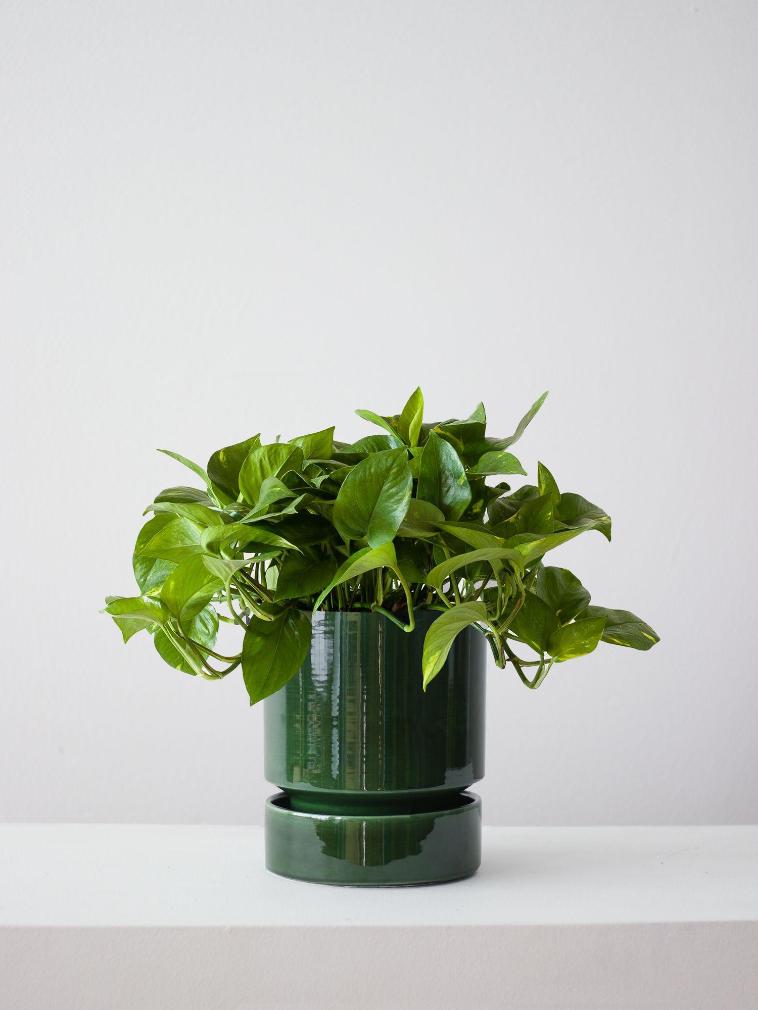 Cascading Pothos - Emerald With Saucer 