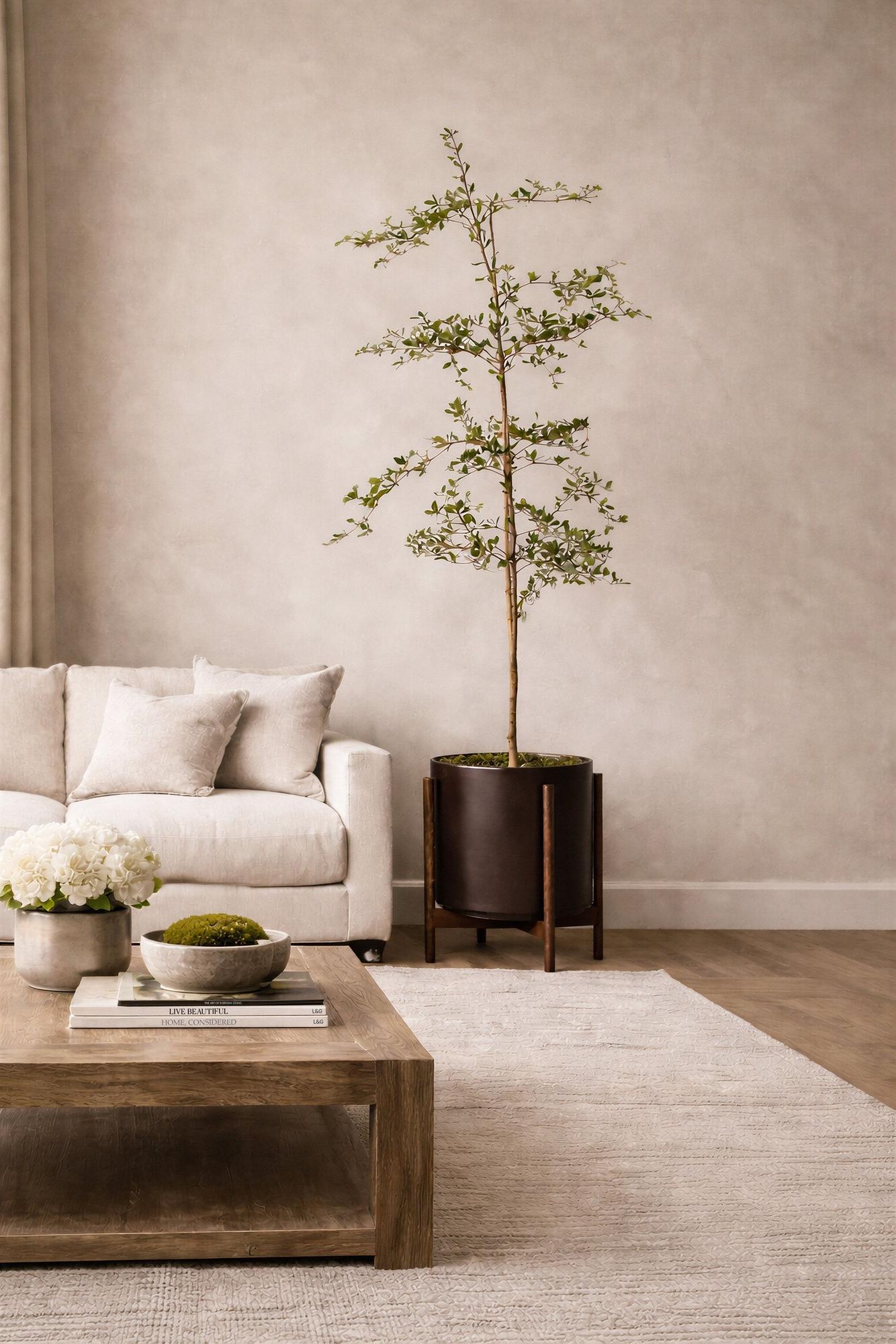 Black Olive Tree