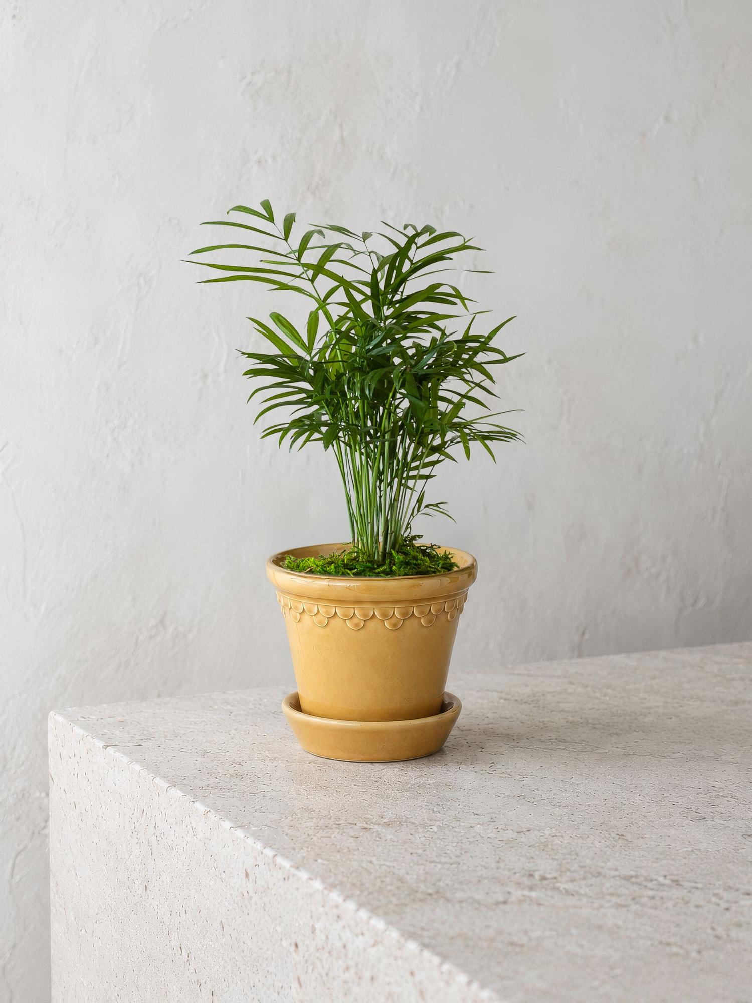 Parlor Palm