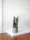 Black Coral Snake Plant
